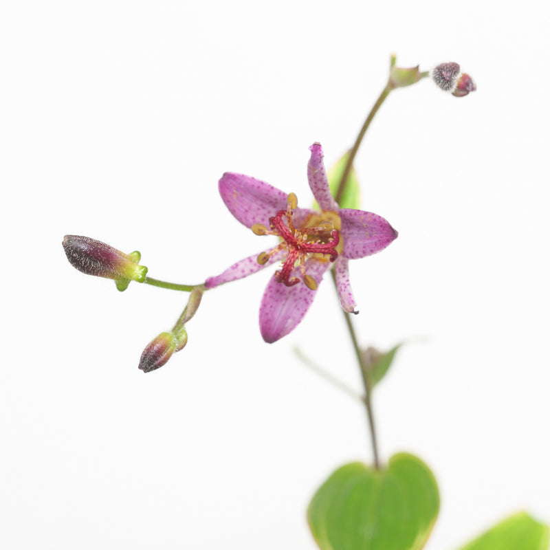Tricyrtis 'Gilt Edge' Plants - Outdoor GROW TROPICALS