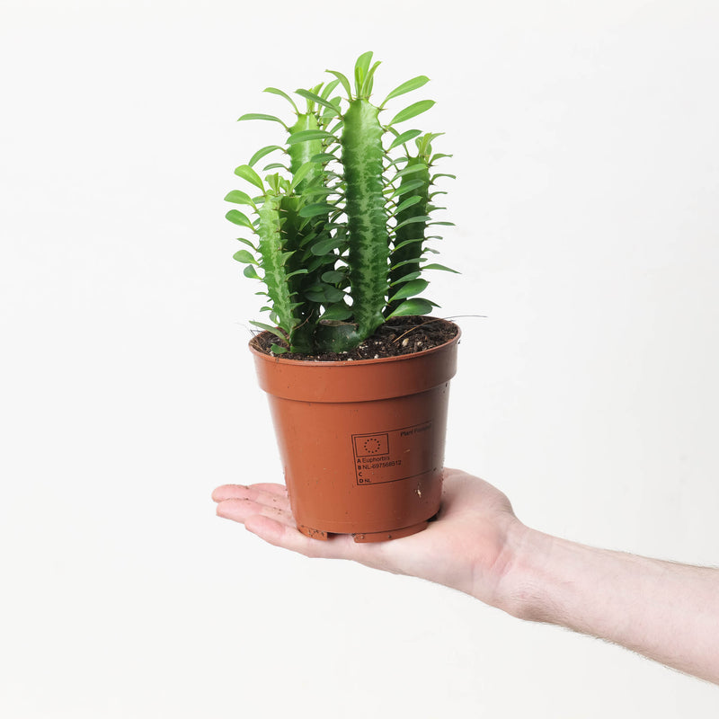 Euphorbia trigona 'Green' Plants GrowTropicals