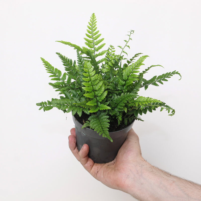 Polystichum tsus-simense Plants - Outdoor GROW TROPICALS