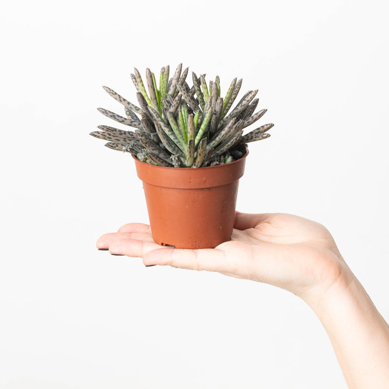 Kalanchoe tubiflora | Mother of Millions Plants GrowTropicals