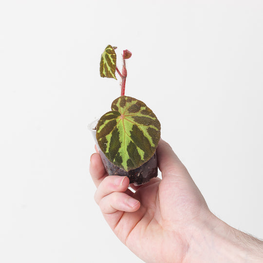 Begonia turrialbae 9cm Plants GrowTropicals