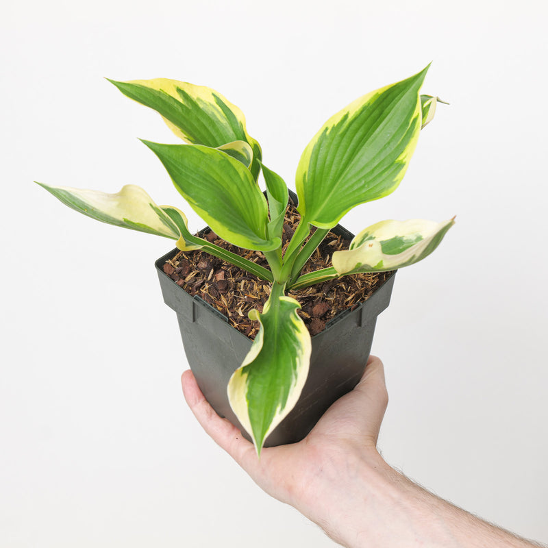 Hosta 'Twilight' Plants - Outdoor GROW TROPICALS