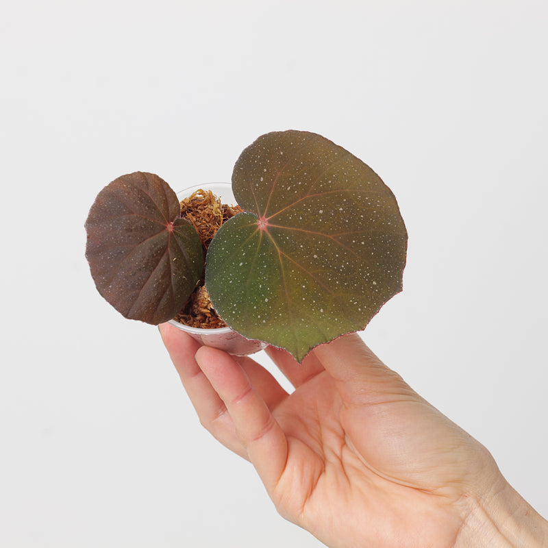 Begonia U185 6cm Plants GrowTropicals