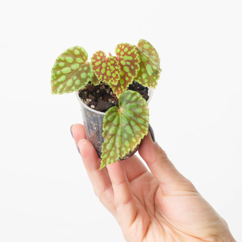 Begonia chlorosticta | Begonia U038 Plants GrowTropicals