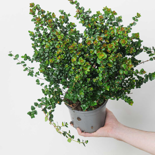Ugni molinae Pretty Berry Plants - Outdoor GROW TROPICALS
