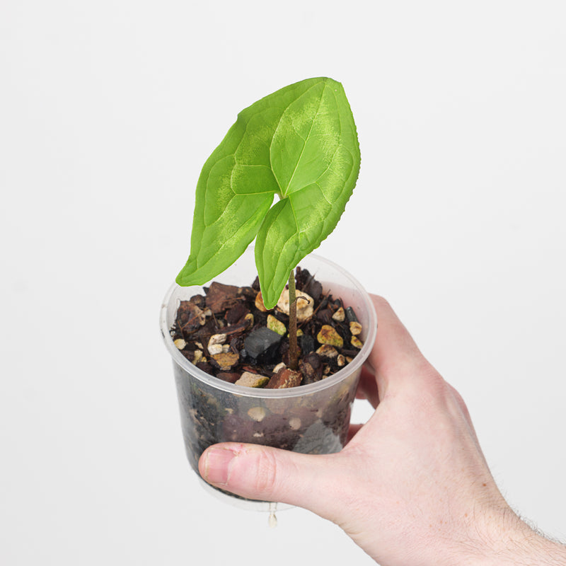 Ulearum donburnsii 'Green' Plants GrowTropicals