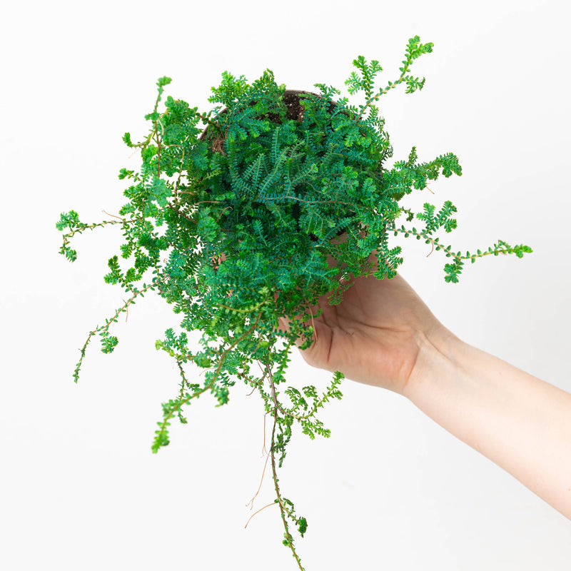 Selaginella uncinata 12cm Plants GrowTropicals