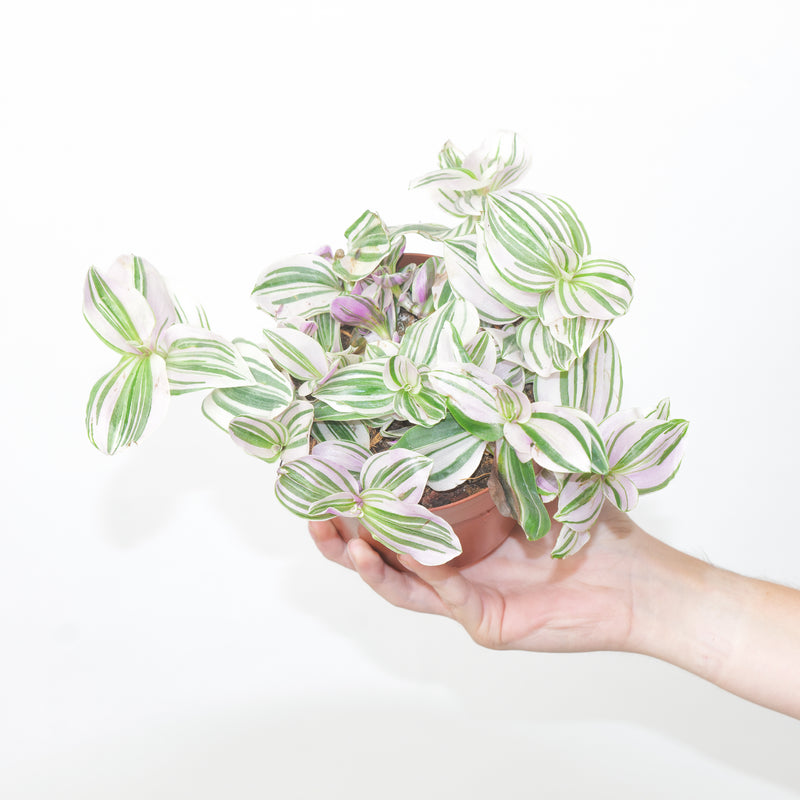 Tradescantia ‘Unicorn’ Plants GrowTropicals
