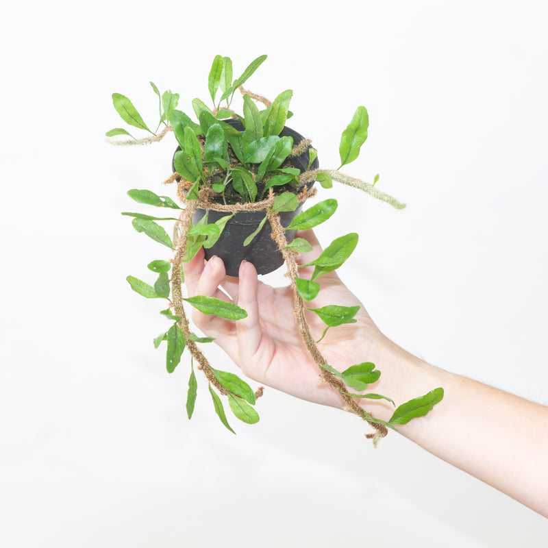 Microgramma vaccinifolia Plants GrowTropicals
