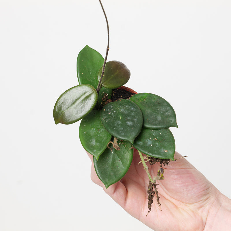 Hoya vangviengiensis 6cm Plants GrowTropicals