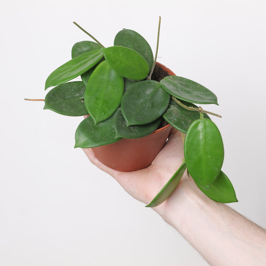 Hoya vangviengiensis 12cm Plants GrowTropicals
