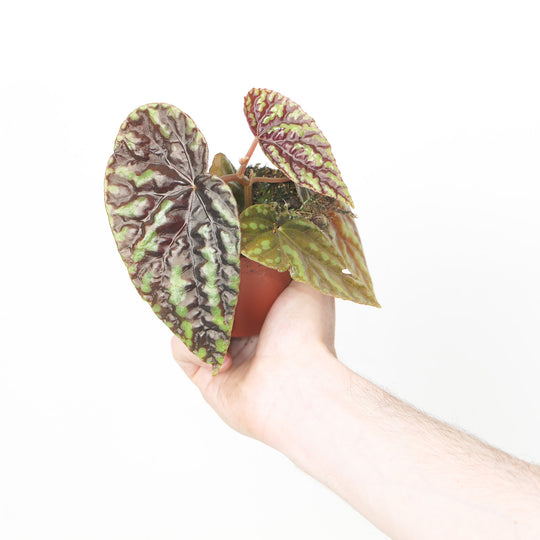 Begonia Variabilis