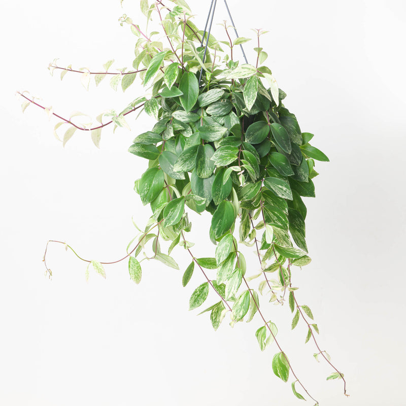 Aeschynanthus variegated Plants GrowTropicals