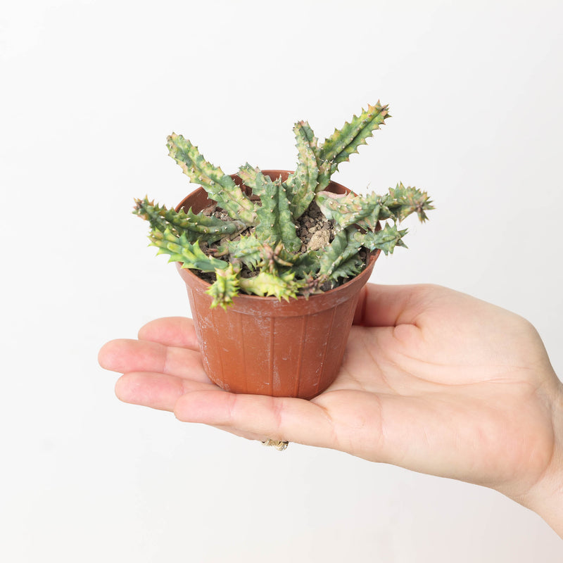 Huernia zebrina Variegated Plants GrowTropicals
