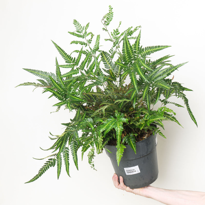 Arachniodes simplicior Variegata 24cm / 6L Plants - Outdoor GROW TROPICALS