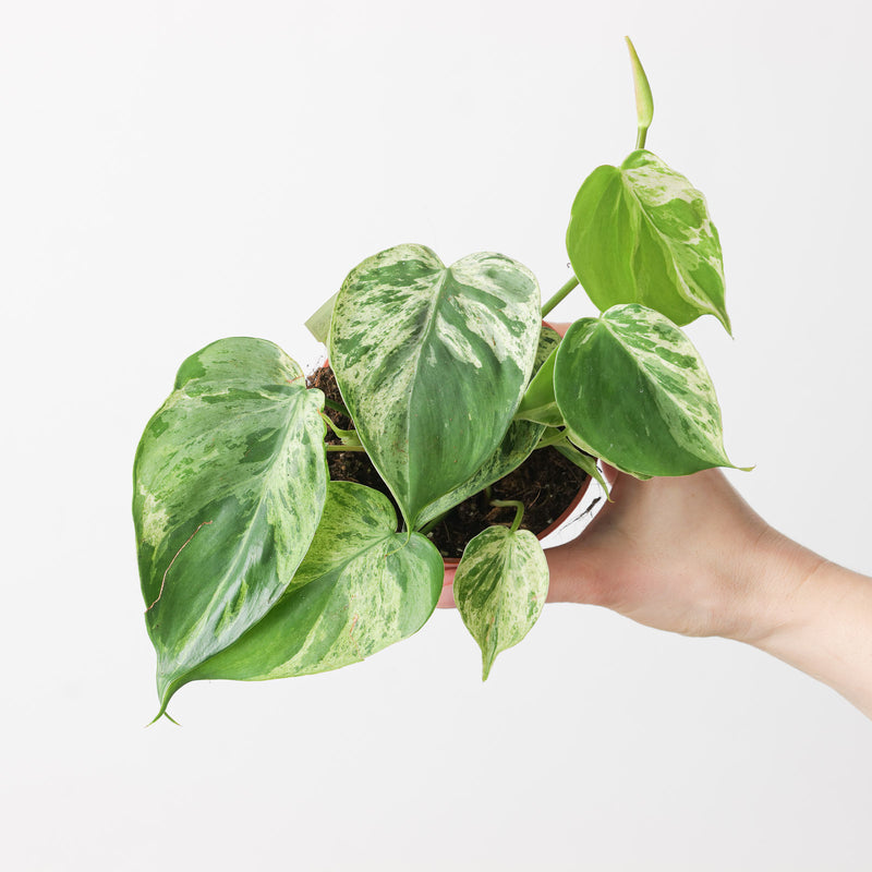 Philodendron hederaceum variegated Plants GrowTropicals