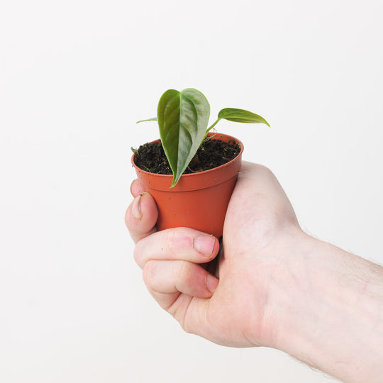 Imperfect Anthurium veitchii Plants GrowTropicals
