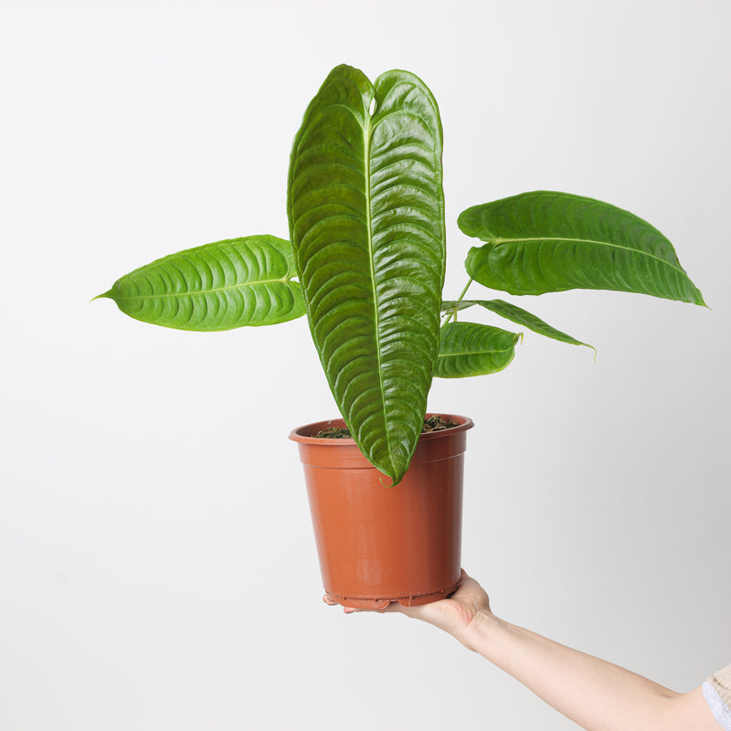 Imperfect Anthurium veitchii Plants GrowTropicals