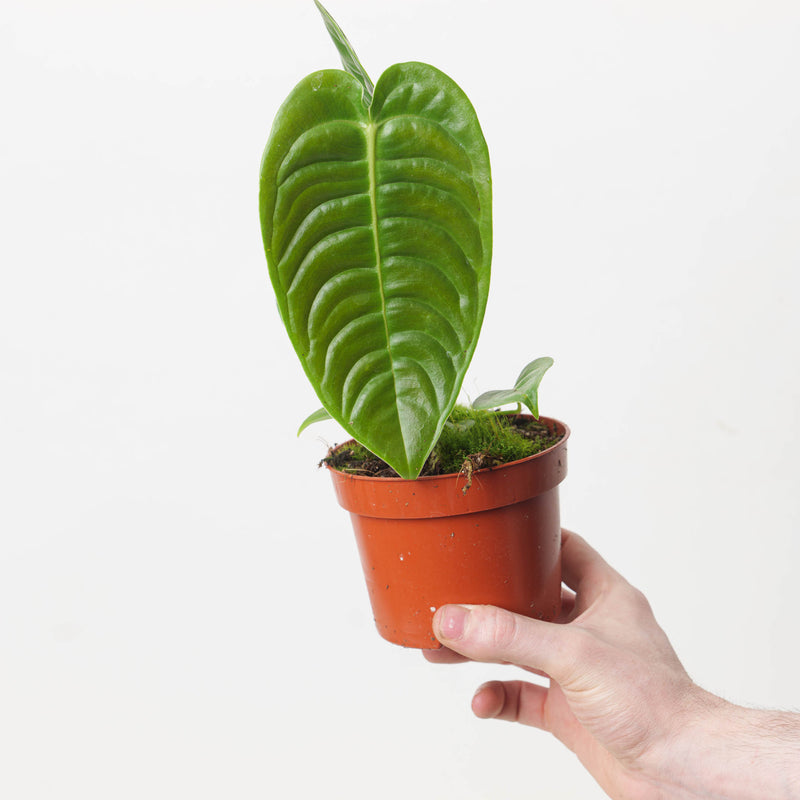 Imperfect Anthurium veitchii — 17cm Imperfect