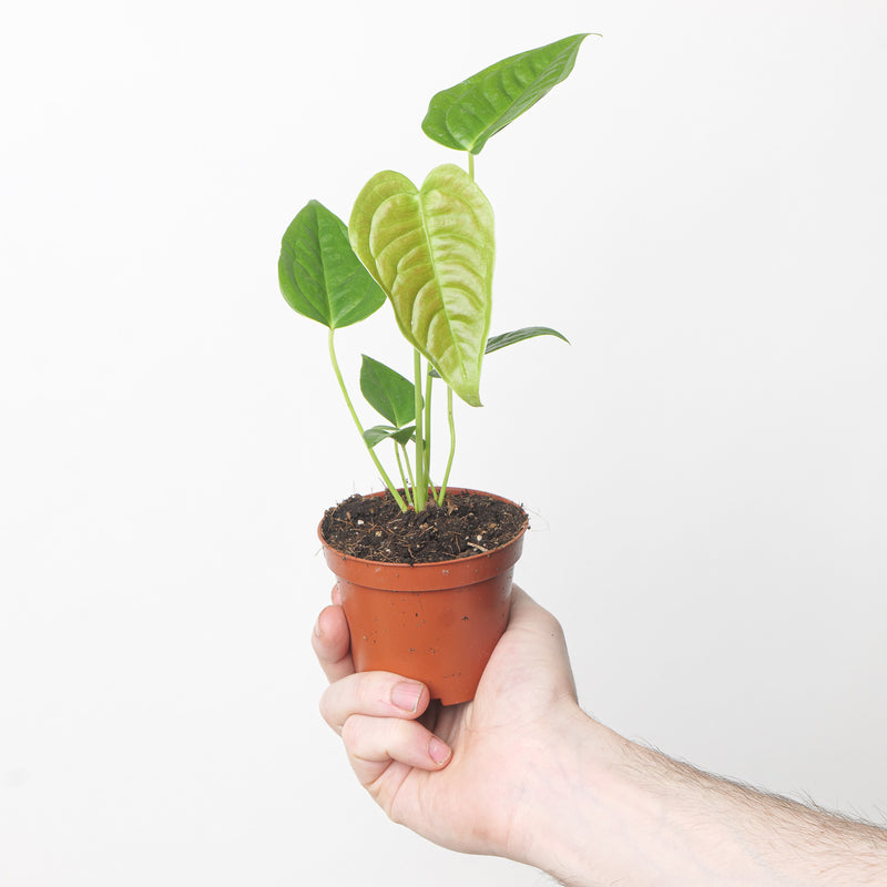 Anthurium Veitchii 'Narrow Form' 9cm Plants GrowTropicals