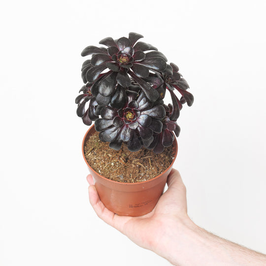 Aeonium arboreum 'Velours' Plants - Outdoor GROW TROPICALS