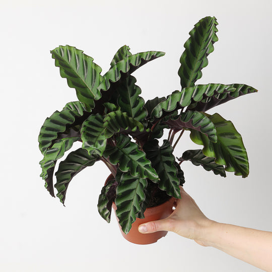 Calathea 'Velvet Glory' Plants GrowTropicals