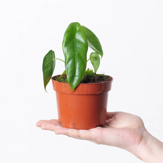 Alocasia venusta 10.5cm Plants GrowTropicals
