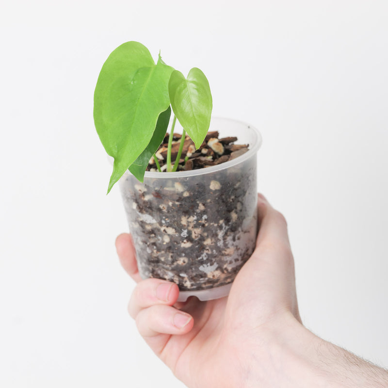 Anthurium verapazense 9cm Plants GrowTropicals