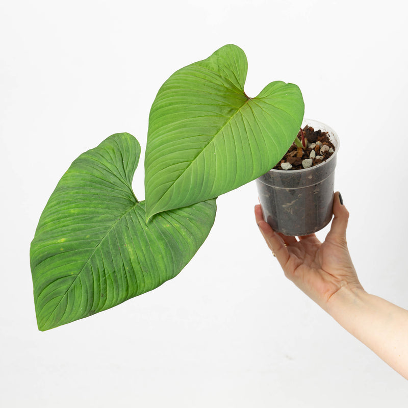 Philodendron verrucapetiolum Plants GrowTropicals