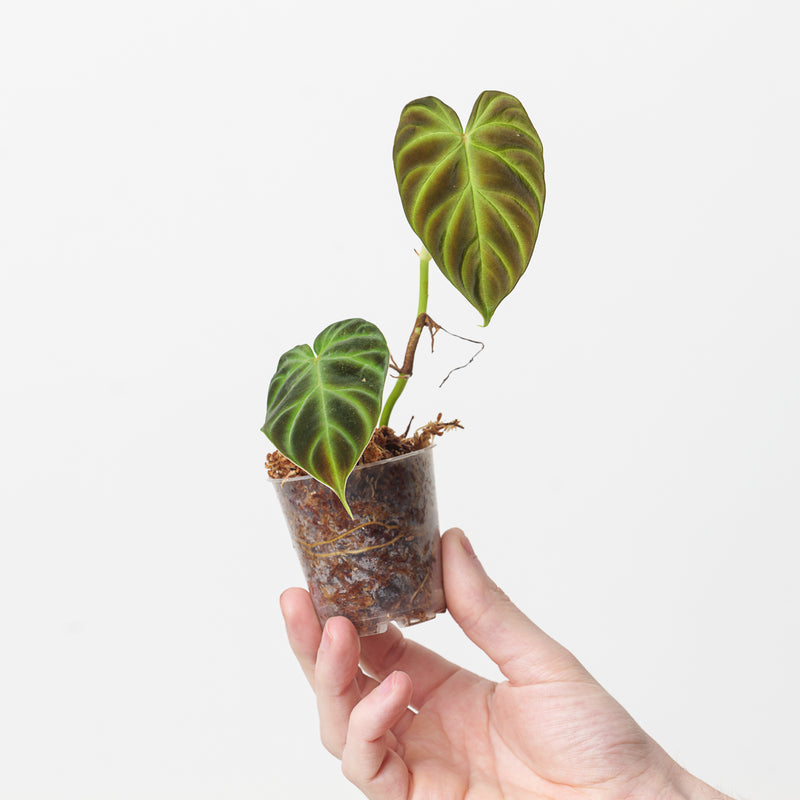 Philodendron verrucosum 'Type' — 9cm