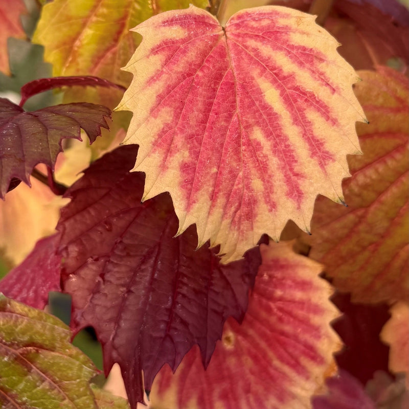 Viburnum dentatum Plants - Outdoor GROW TROPICALS