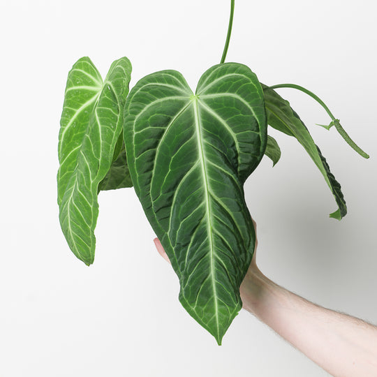 Imperfect Anthurium villenaorum Plants GrowTropicals