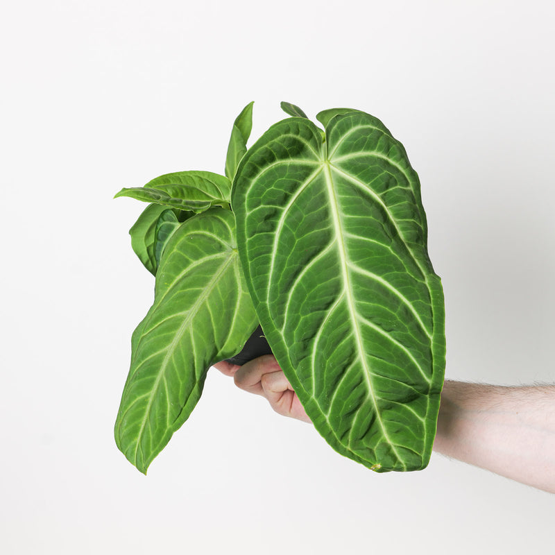 Imperfect Anthurium villenaorum Plants GrowTropicals