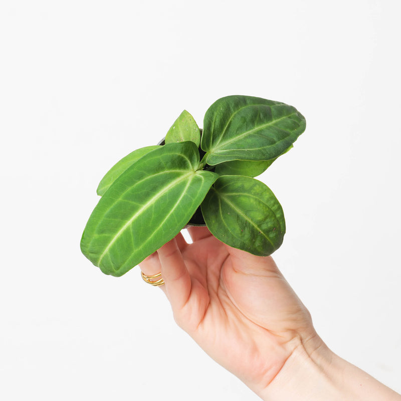 Anthurium villenaorum — 6cm