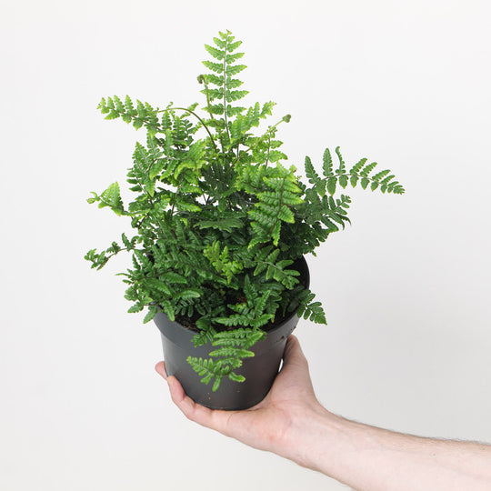 Dryopteris wallichiana