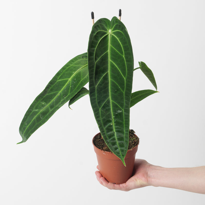 Imperfect Anthurium warocqueanum — 12cm Imperfect