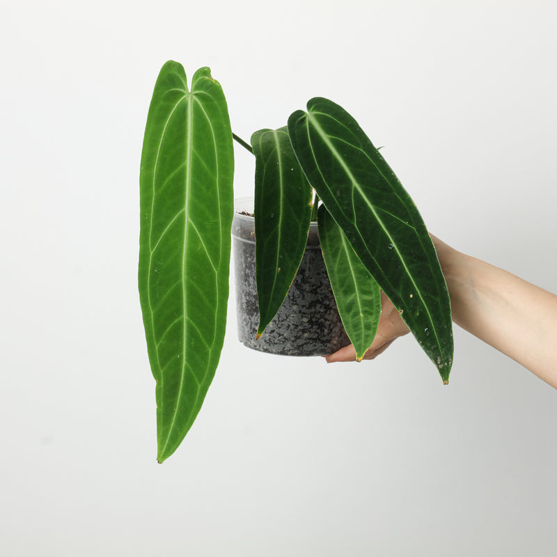 Imperfect Anthurium warocqueanum Plants GrowTropicals