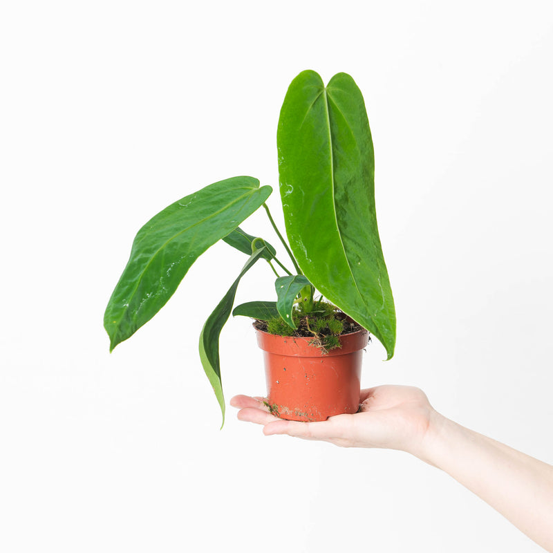 Anthurium warocqueanum x waterburyanum 10.5cm Plants GrowTropicals