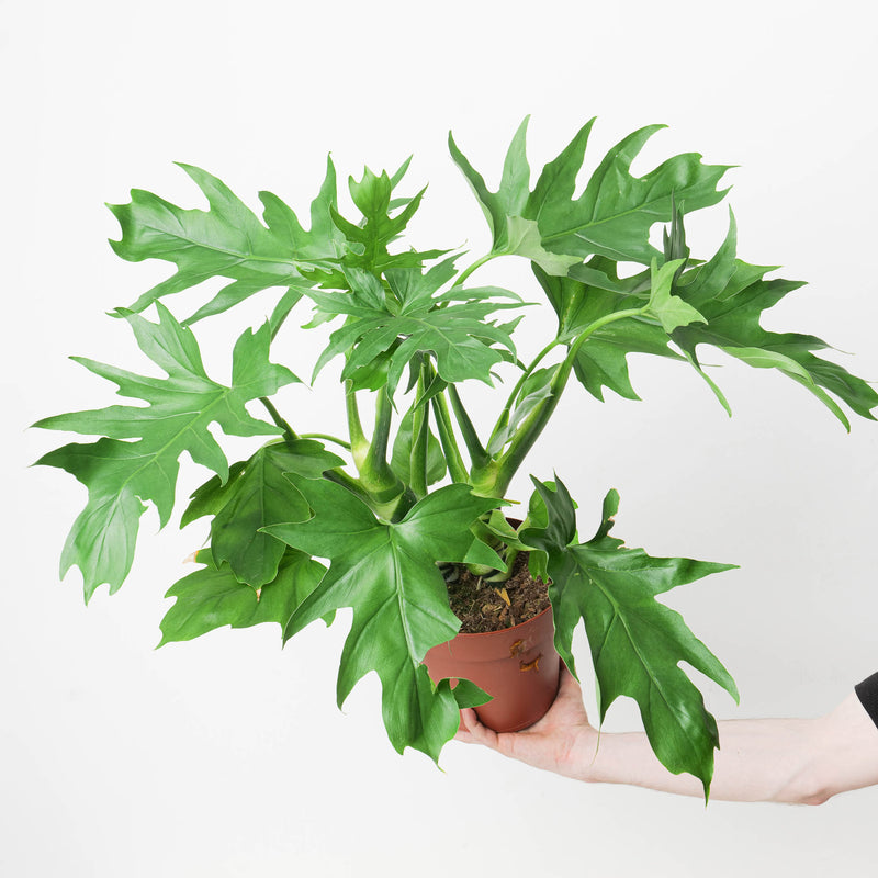Philodendron Warscewiczii Plants GrowTropicals