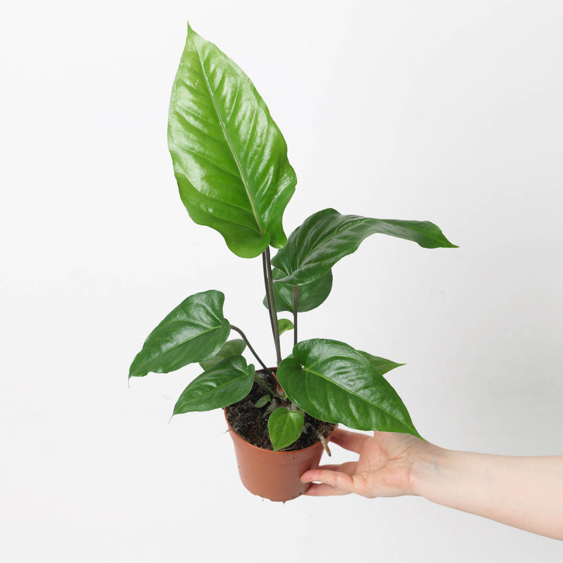 Anthurium watermaliense Plants GrowTropicals