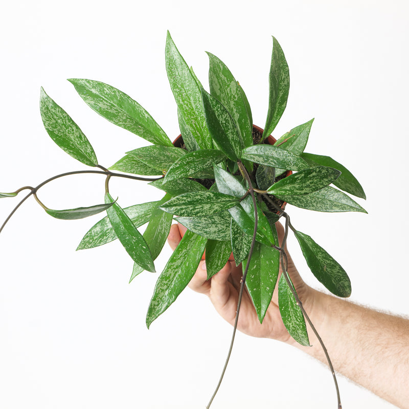 Hoya Pubicalyx 'Splash' — 12cm / Normal