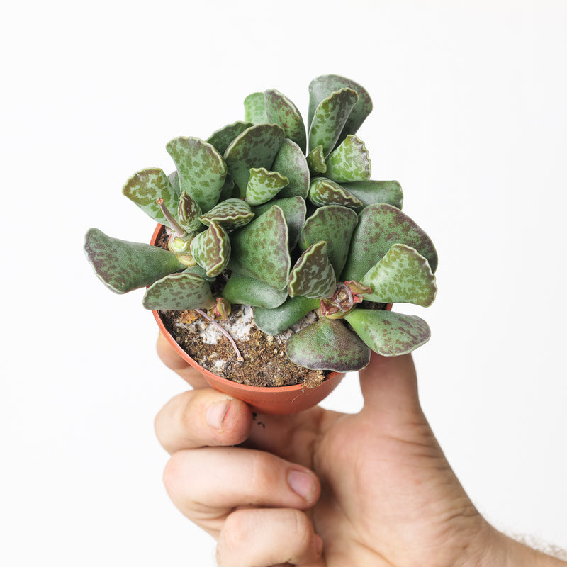 Adromischus cooperii — 8.5cm