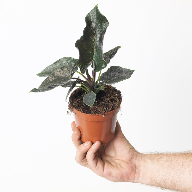 Alocasia Chienlii 'Antoro Velvet' 11cm Plants GrowTropicals