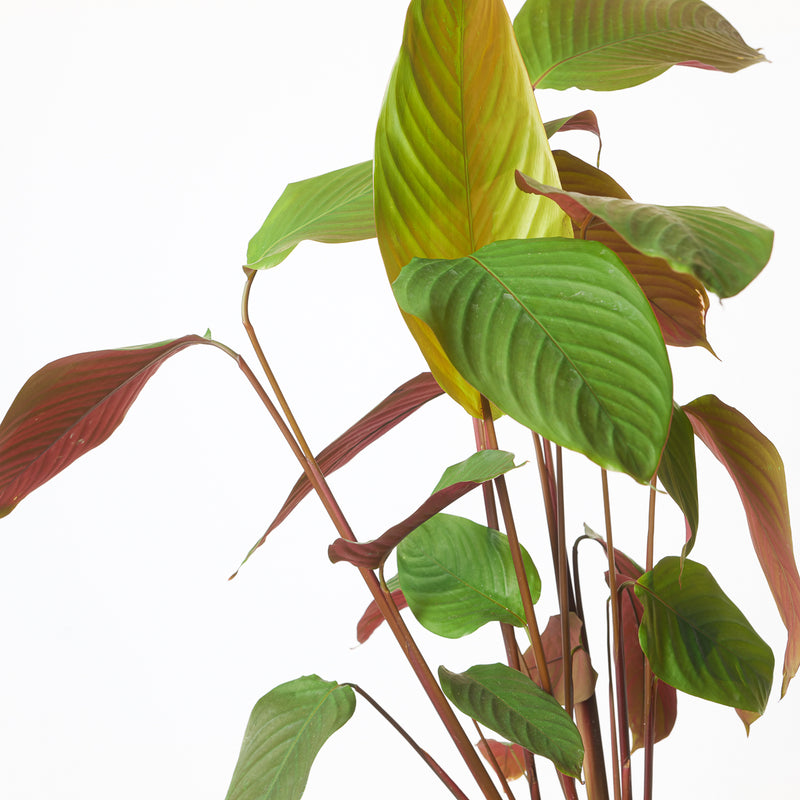 Calathea pruinosa 'Choco' — 17cm