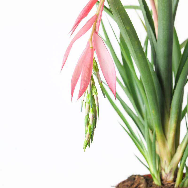 Bilbergia x Windii — 15cm