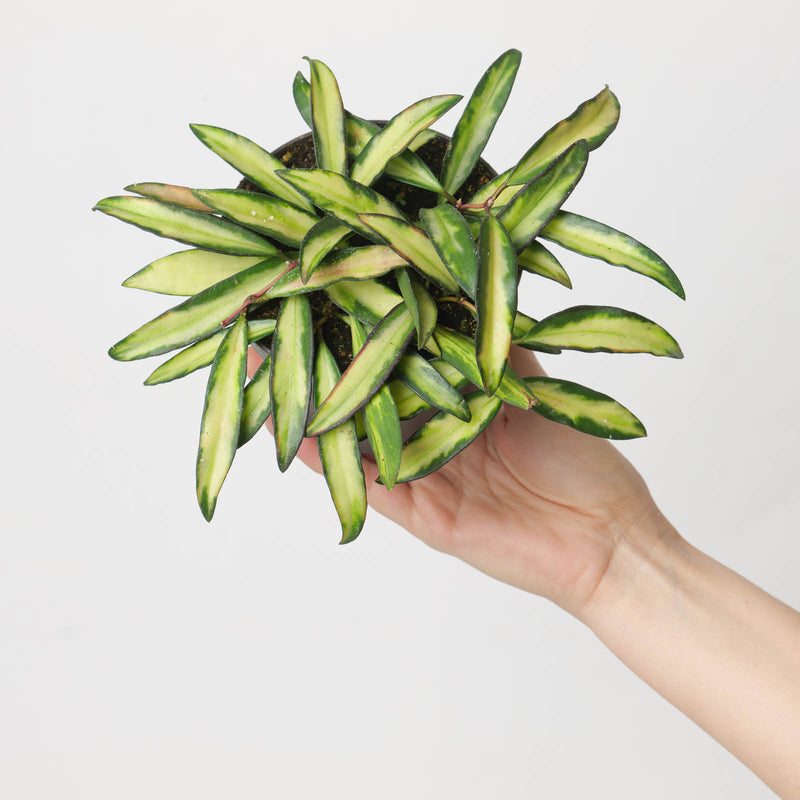 Hoya wayetii 'Tricolor' Plants GrowTropicals