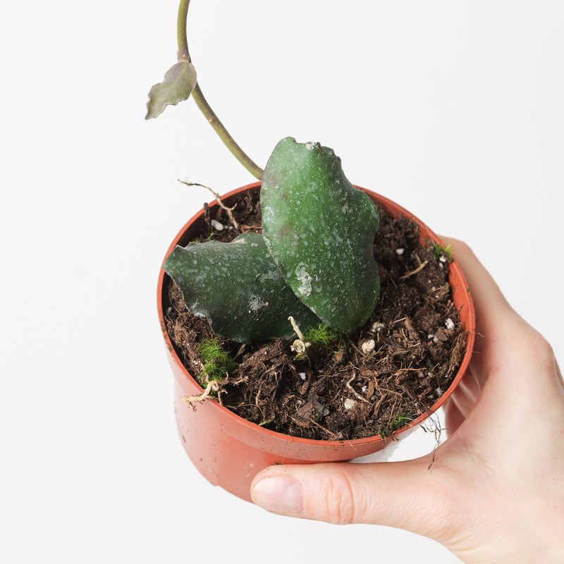 Hoya waymaniae Plants GrowTropicals