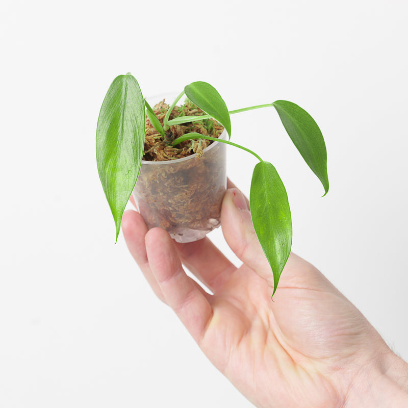 Philodendron 'Wend-imbe' 6cm Plants GrowTropicals