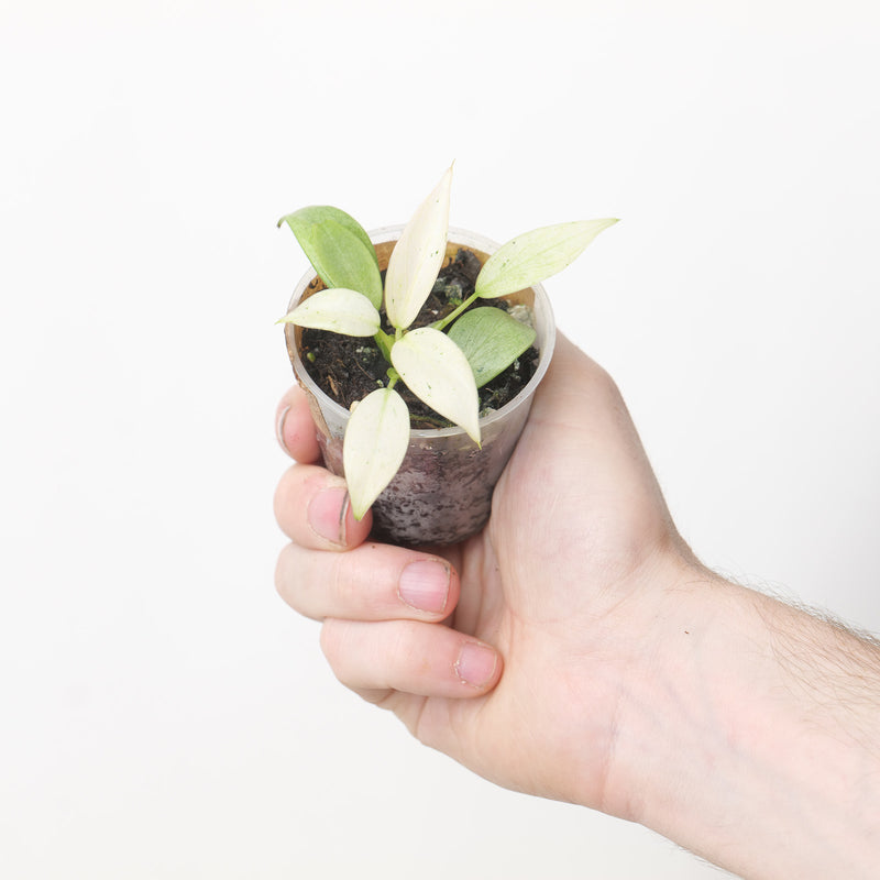 Philodendron Whipple Way (Acclimated)