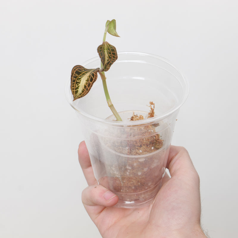 Anoectochilus roxburghii 'White Heart' (Plantlet) Plants GrowTropicals